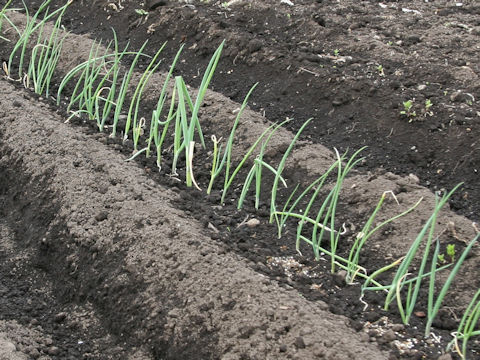 Allium fistulosum