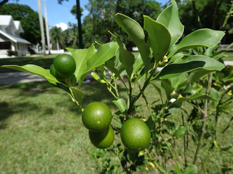 Fortunella crassifolia