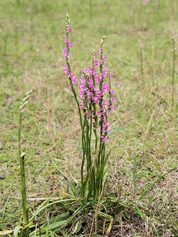 Spiranthes sinensis var. amoena