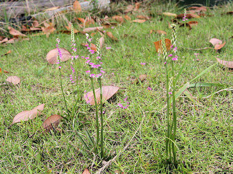 Spiranthes sinensis var. amoena