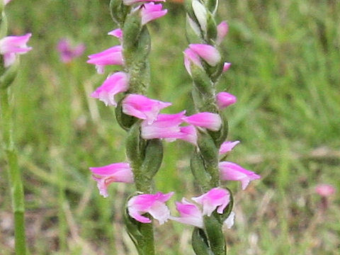 Spiranthes sinensis var. amoena