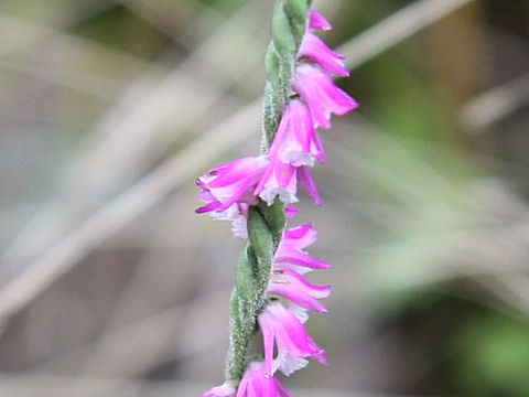 Spiranthes sinensis var. amoena