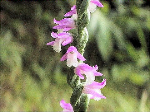 Spiranthes sinensis var. amoena