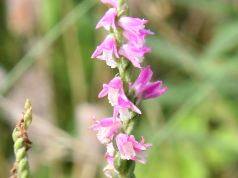 Spiranthes sinensis var. amoena