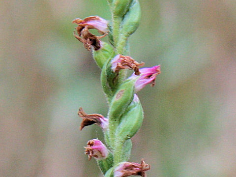 Spiranthes sinensis var. amoena