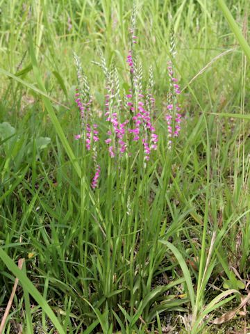 Spiranthes sinensis var. amoena