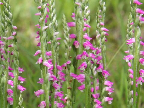 Spiranthes sinensis var. amoena