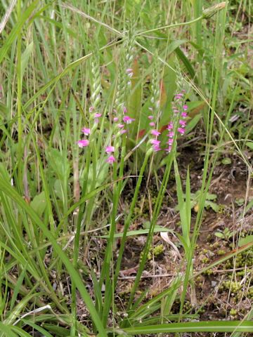 Spiranthes sinensis var. amoena