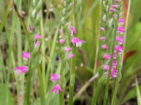 Spiranthes sinensis var. amoena