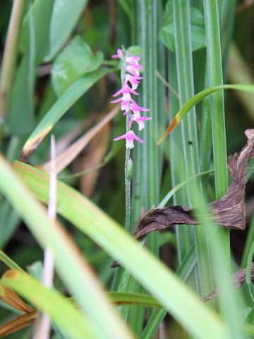 Spiranthes sinensis var. amoena