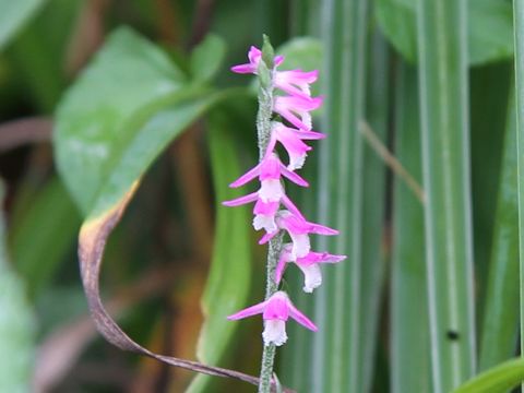 Spiranthes sinensis var. amoena