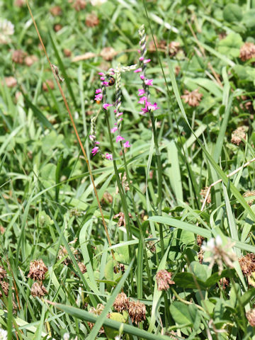 Spiranthes sinensis var. amoena