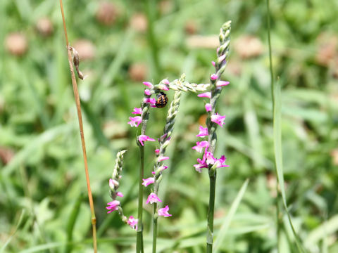 Spiranthes sinensis var. amoena