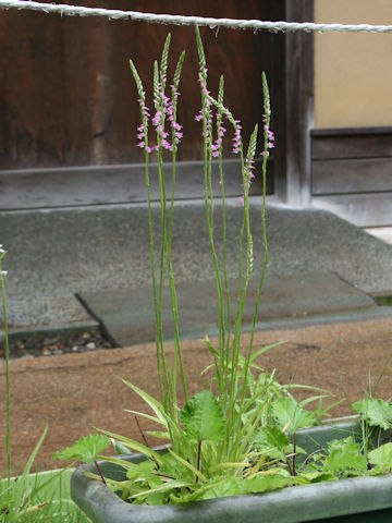 Spiranthes sinensis var. amoena