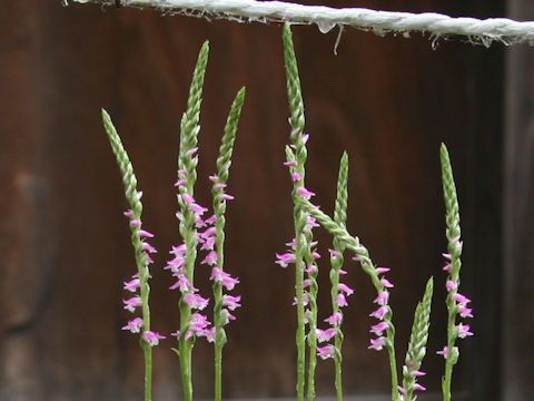 Spiranthes sinensis var. amoena