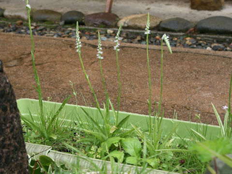 Spiranthes sinensis var. amoena f. albescens