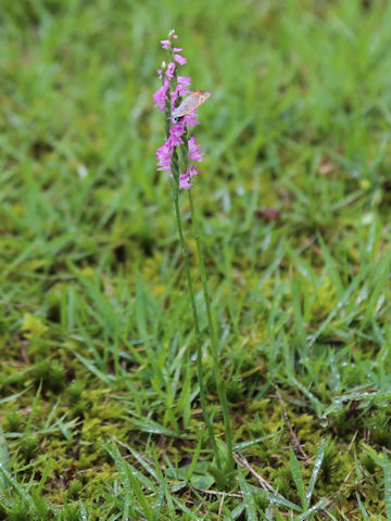 Spiranthes sinensis var. amoena
