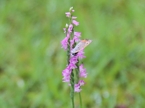 Spiranthes sinensis var. amoena