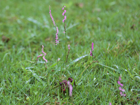Spiranthes sinensis var. amoena