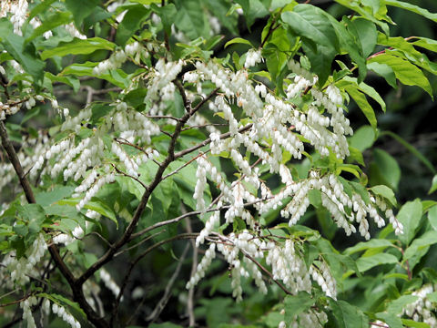 Lyonia ovalifolia var. elliptica