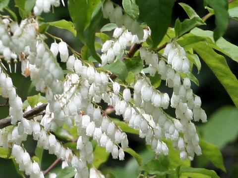 Lyonia ovalifolia var. elliptica