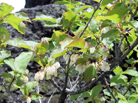 Lyonia ovalifolia var. elliptica