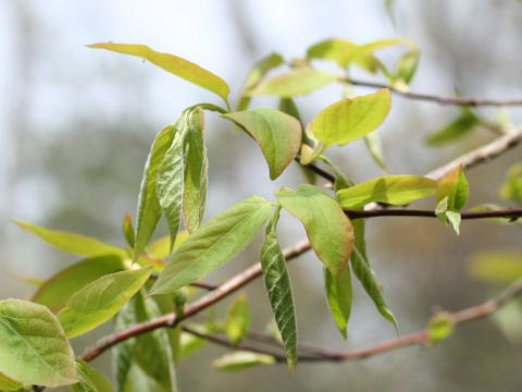 Lyonia ovalifolia var. elliptica