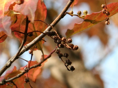 Lyonia ovalifolia var. elliptica