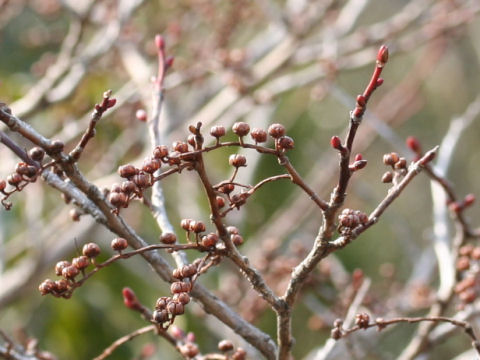 Lyonia ovalifolia var. elliptica