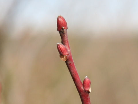 Lyonia ovalifolia var. elliptica