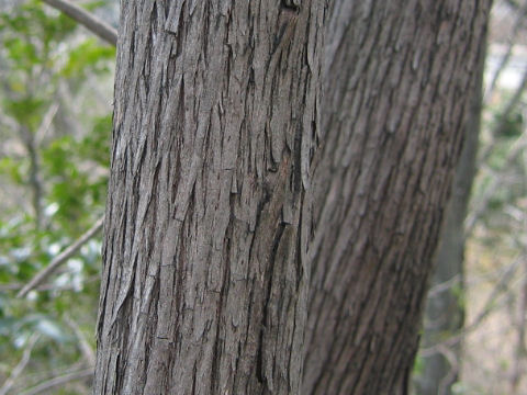 Lyonia ovalifolia var. elliptica