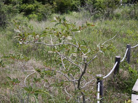 Lyonia ovalifolia var. elliptica