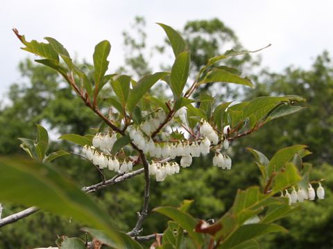 Lyonia ovalifolia var. elliptica