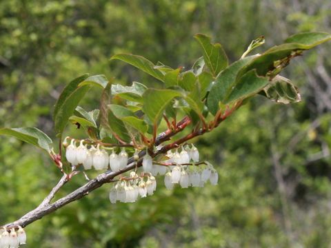 Lyonia ovalifolia var. elliptica