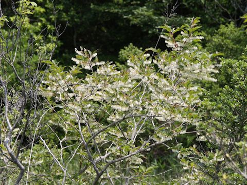 Lyonia ovalifolia var. elliptica