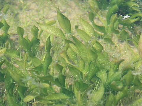 Vallisneria natans var. biwaensis