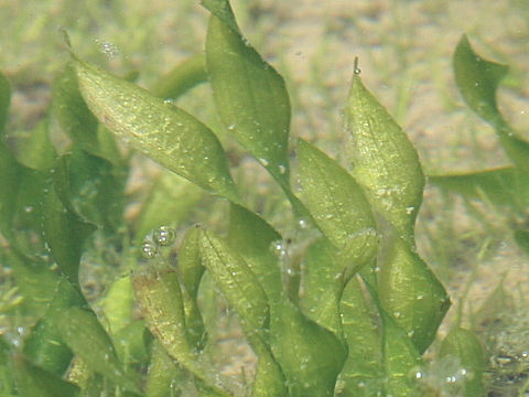 Vallisneria natans var. biwaensis