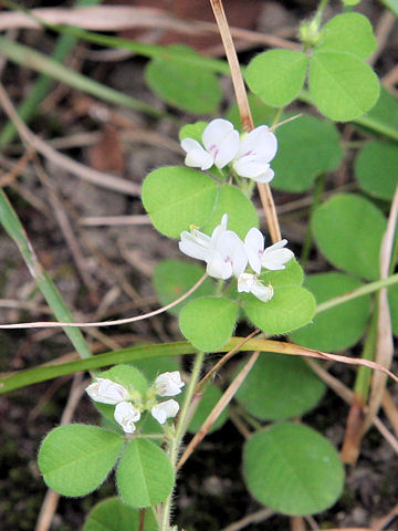 Lespedeza pilosa