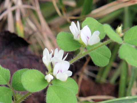 Lespedeza pilosa