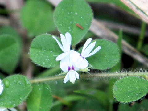 Lespedeza pilosa