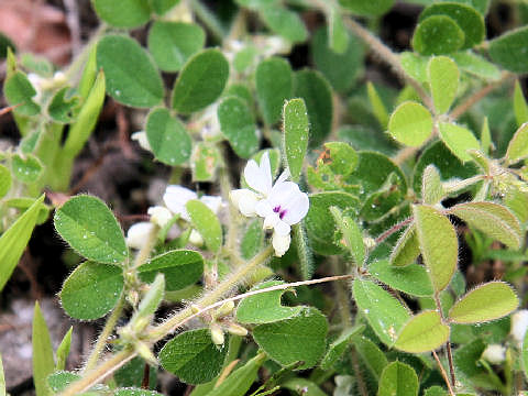 Lespedeza pilosa