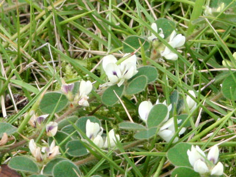 Lespedeza pilosa