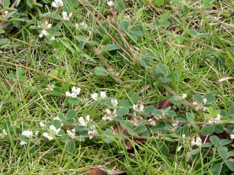 Lespedeza pilosa