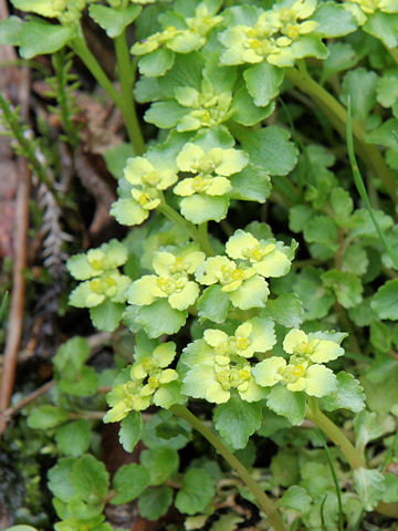 Chrysosplenium grayanum