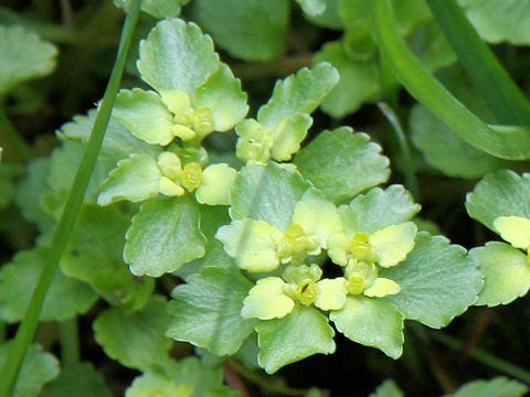 Chrysosplenium grayanum