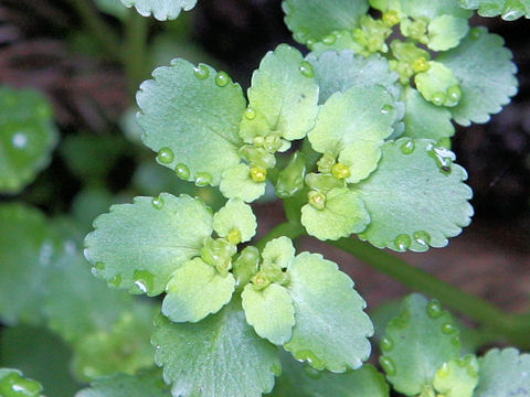 Chrysosplenium grayanum