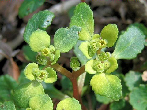 Chrysosplenium grayanum