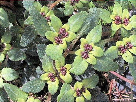 Chrysosplenium grayanum