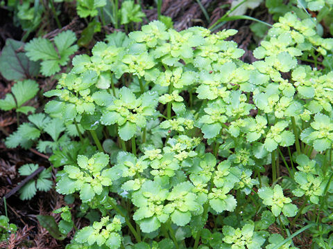 Chrysosplenium grayanum