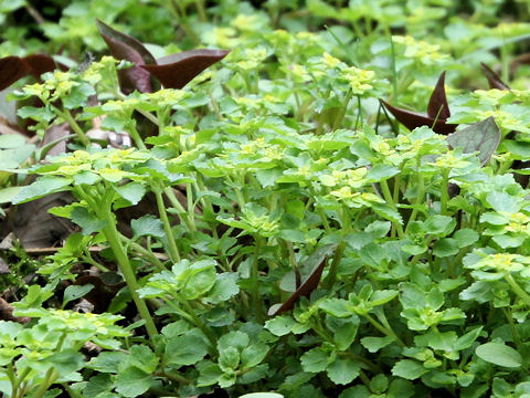 Chrysosplenium grayanum